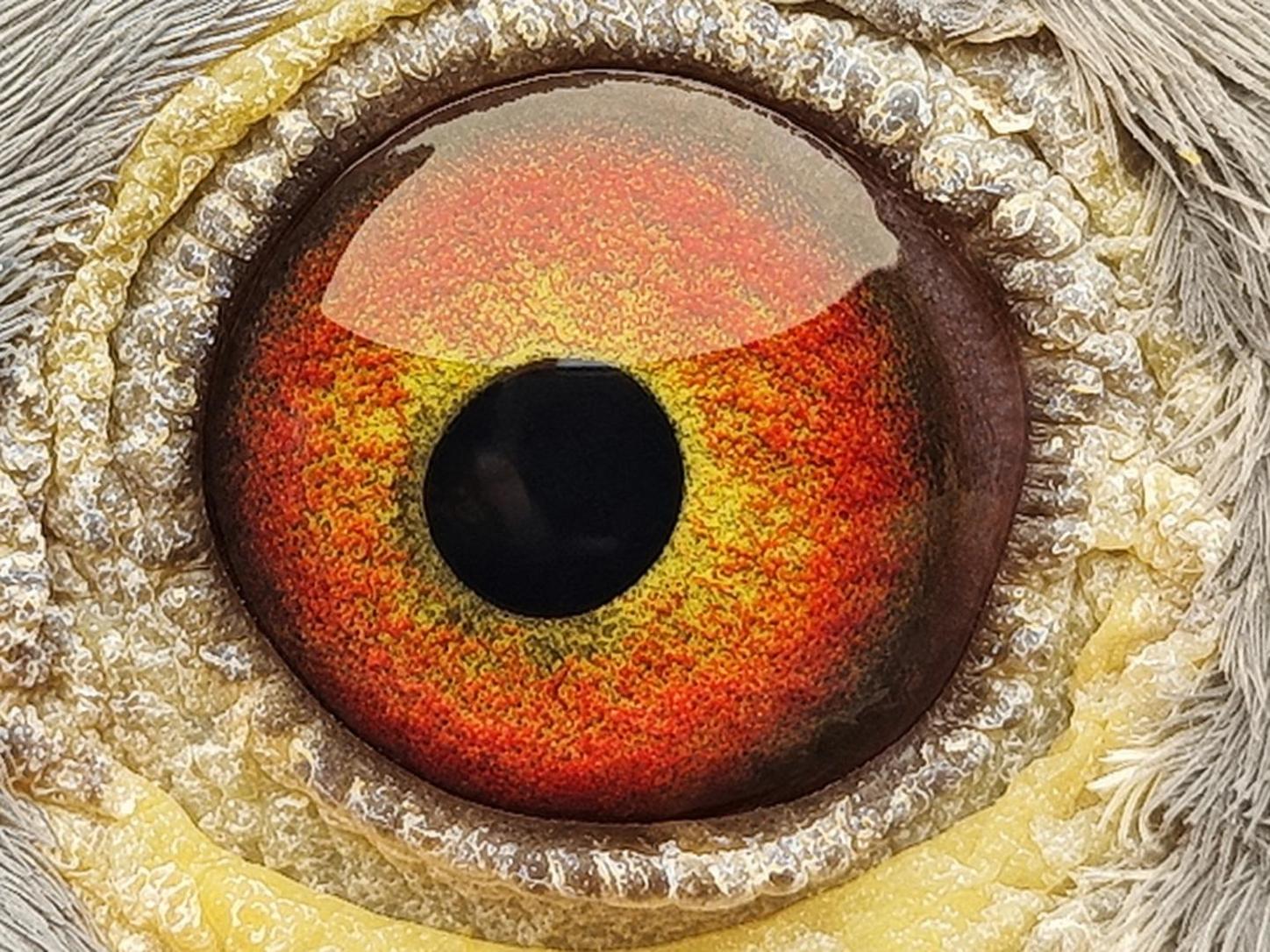 Pigeon eye